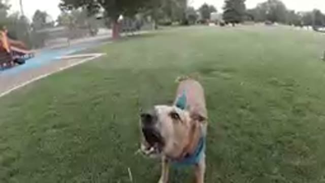 Dog That Is Standing In The Grass With Its Mouth Open