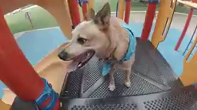 Denver, United States-2019: Happy Dog On A Playground Slide