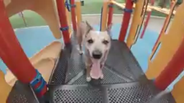 Denver, Colorado- Dog That Is Standing On A Playground Structure