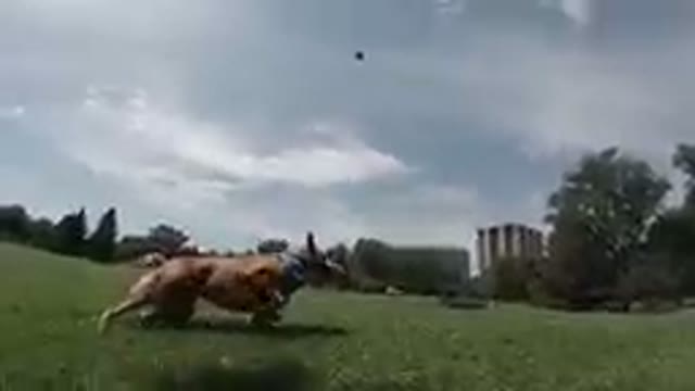 Dog That Is Running In The Grass With A Frisbee
