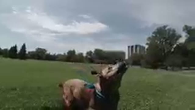 Denver, Colorado- Medium Size Dog Catching A Tennis Ball