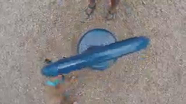 Dog That Is Looking At A Frisbee On The Ground