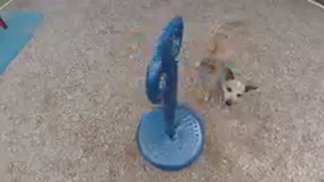 Dog That Is Standing Next To A Blue Playground Equipment