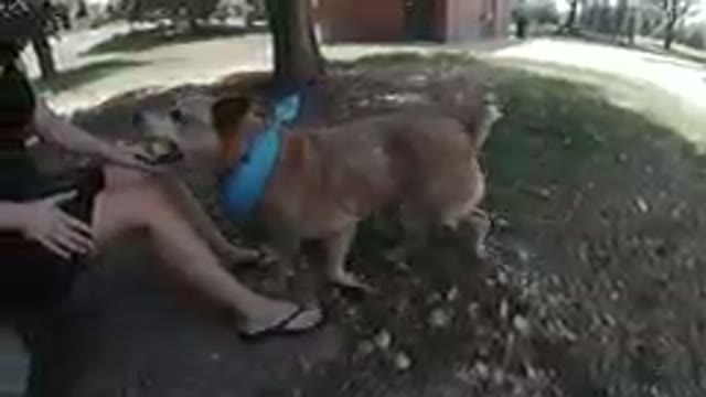 Denver, Colorado- 2019, Sept 25- Woman Throwing A Ball For Her Dog