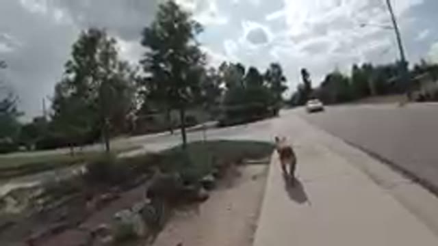 Denver, Colorado- 2019, Sept. 25- Dog Walking Down The Sidewalk On A Cloudy Day