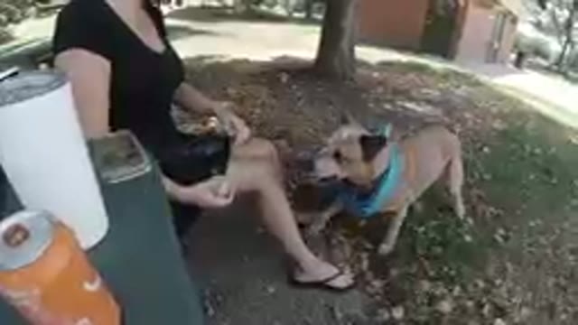 Denver, Colorado- Sept. 25, 2019- Woman Sitting On A Bench Playing With Her Dog