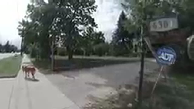 COLORADO, UNITED STATES-2019: Dog Walking On A Leash