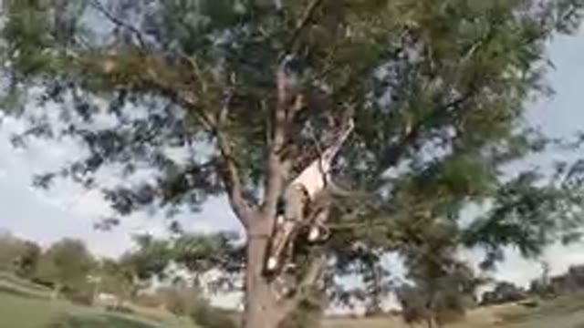 COLORADO, UNITED STATES-2019: Unafraid Adult Man Standing On A Tree Branch, Right Arm Reaching