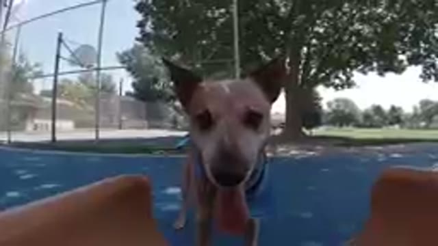 Colorado, United States-2019: Hungry Brown Dog Looking for Food