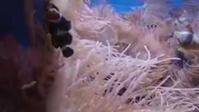 Denver, United States-2019: Fish In A Unique Aquarium