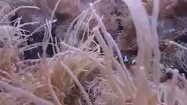 2019 DENVER UNITED STATES: Clown Fish Swimming Behind Ocean Grass