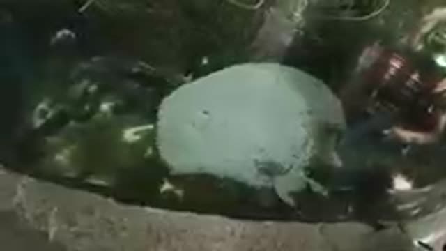 COLORADO UNITED STATES-2019: Aerial View Of Turtle Swimming In Pond