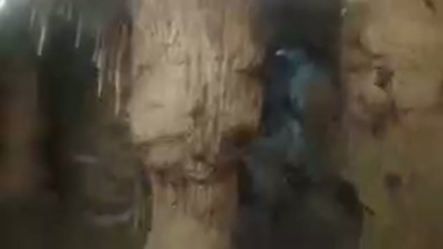 DENVER UNITED STATES-2019: Bats In A Protective Cave Habitat