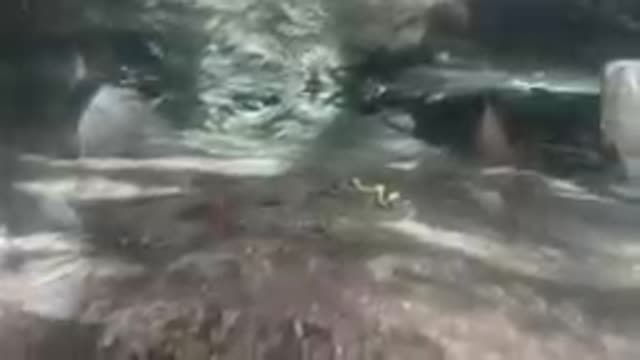 COLORADO UNITED STATES-2019: Close Up Of Striped Fish Swimming Underwater