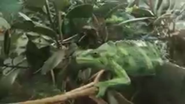 DENVER, UNITED STATES-2019: Mellers Chameleon On A Branch