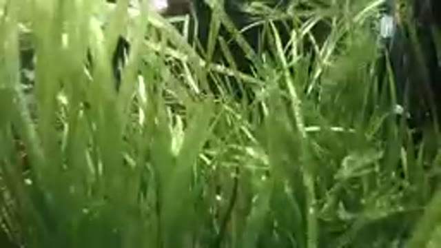 Still Aquarium Sea Grass