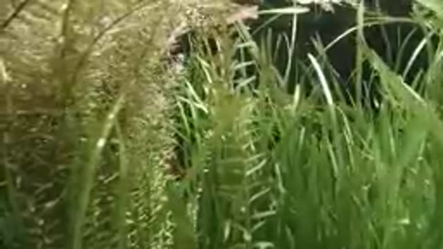 DENVER, UNITED STATES-2019: Seagrass Growth Area With Fish