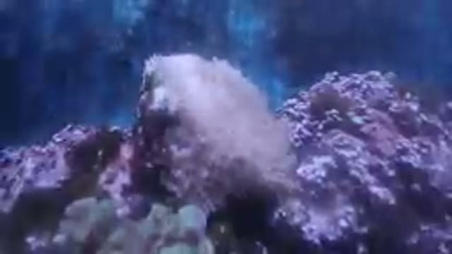 Denver, United States-2019: Sea Life At The Bottom Of An Aquarium