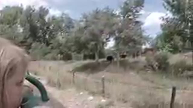 COLORADO UNITED STATES-2019: Cattle Grazing In Rural Pasture