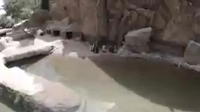 Happy Little Penguins in the Zoo