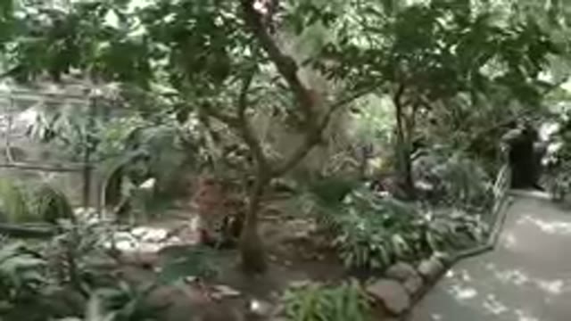COLORADO, UNITED STATES-2019: A Mini-Forest in the Zoo