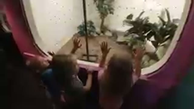 At the Zoo - Kids Wondering What's Inside