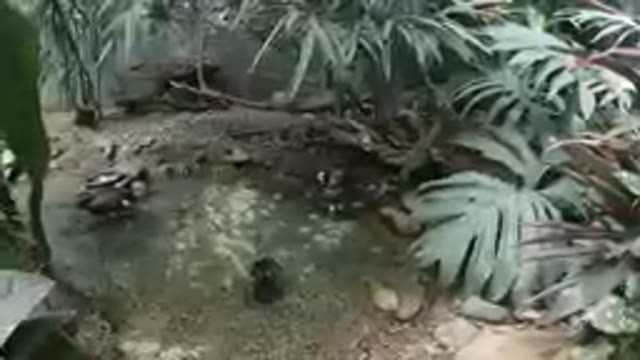 At the Zoo - A Pond for the Little Ducks