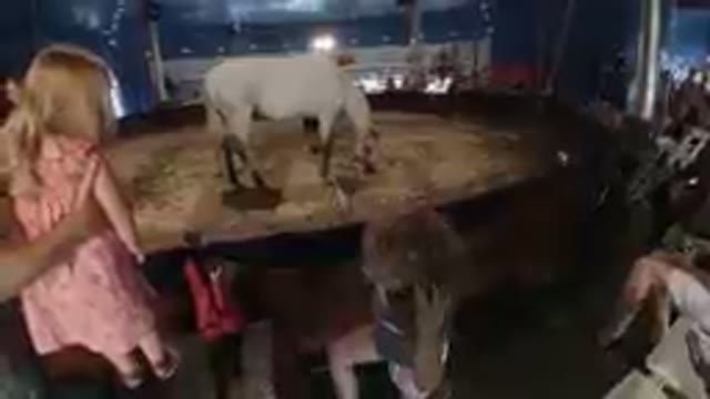 Post-Circus Program - Cute Kids Watching the Horse