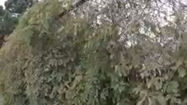 Colorado, United States-2019: Bushes Covering a Fence