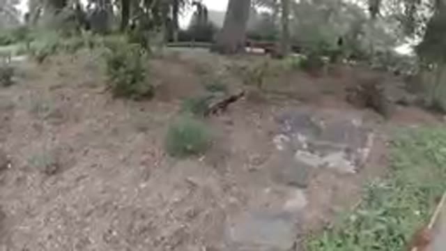 COLORADO, UNITED STATES-2019: At the Zoo - Beautiful Peacock Walking