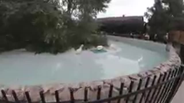 COLORADO UNITED STATES-2019: White Swans Swimming In Outdoor Pool