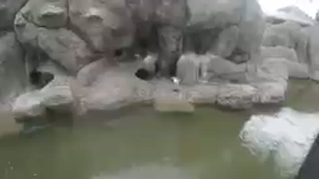COLORADO, UNITED STATES-2019: At the Zoo - Penguin Cave