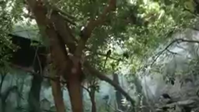 Bird That Is Sitting On A Tree In The Forest