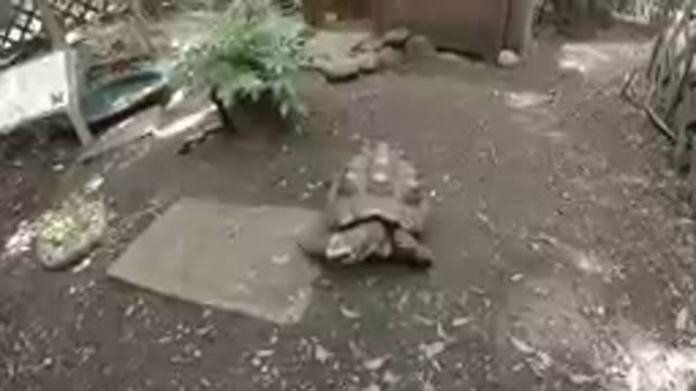 Turtle Resting Alone