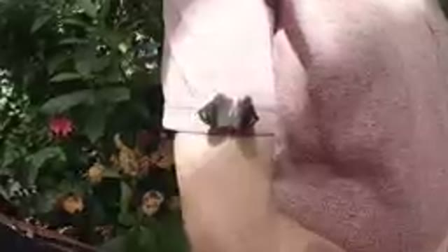 Butterfly Resting on a Sleeve