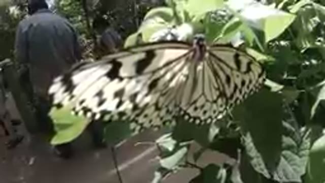 Oct. 4, 2019-Denver, Colorado. Butterfly Sleeping on a Green Leaf