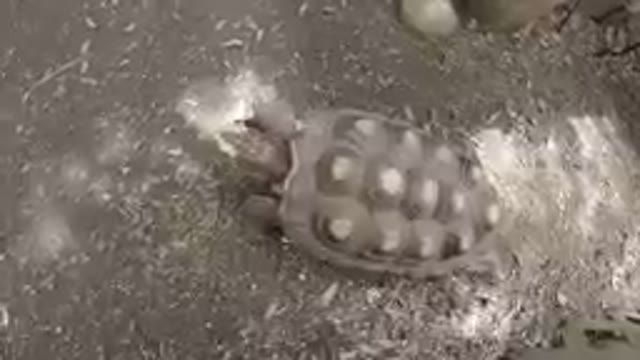 Turtle Walking Slowly