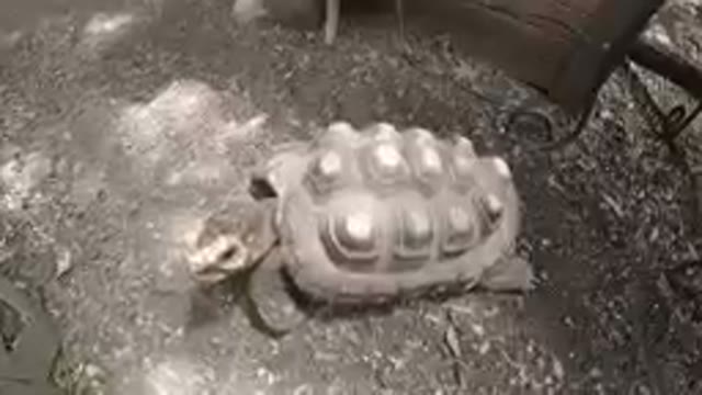 Little Turtle