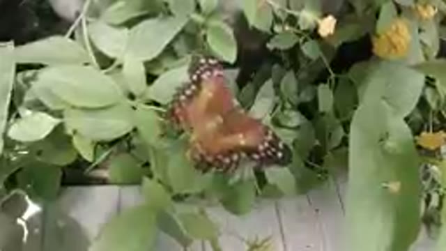 Orange Butterfly Resting on a Flower