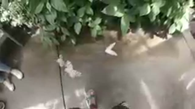 White Butterflies inside a Sanctuary
