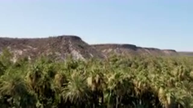 SAN IGNACIO BCS MEXICO-2023: Large Amount Of Palm Trees In The Middle Of The Desert