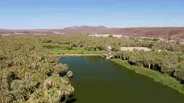 SAN IGNACIO BCS MEXICO-2023: River Surrounded By Palm Trees And A City
