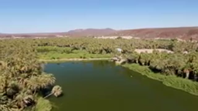 SAN IGNACIO BCS MEXICO-2023: River Surrounded By Palm Trees And A Mountain