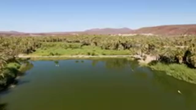 SAN IGNACIO BCS MEXICO-2023: Lake Surrounded By Palm Trees And Mountains