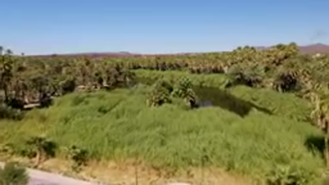 SAN IGNACIO BCS MEXICO-2023: River Surrounded By Palm Trees And A Mountain