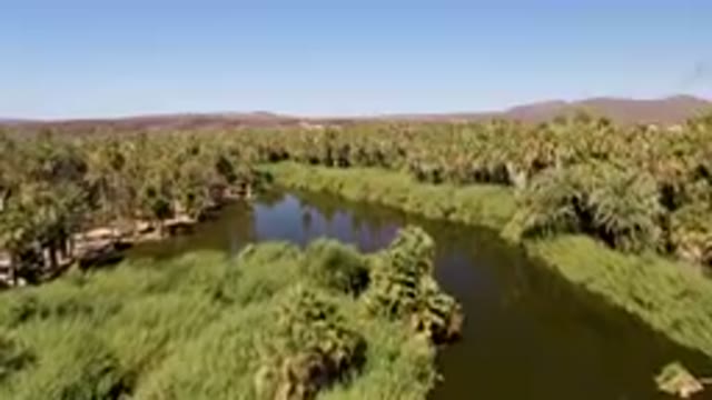 SAN IGNACIO BCS MEXICO-2023: River Surrounded By Palm Trees And Mountains