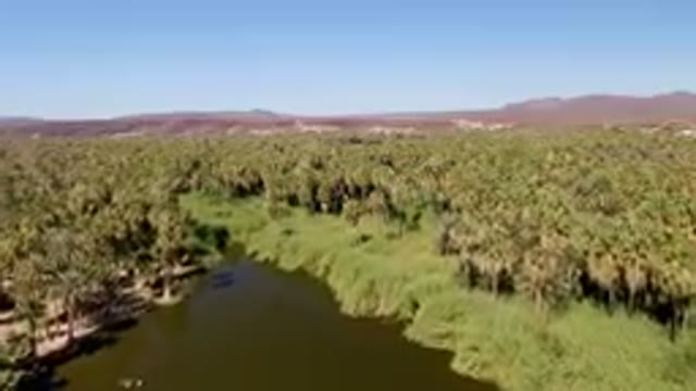 SAN IGNACIO BCS MEXICO-2023: River Surrounded By Palm Trees In A Desert Oasis