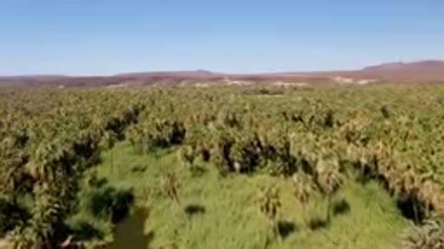 SAN IGNACIO BCS MEXICO-2023: Area Of Palm Trees In A Desert With A Clear Blue Sky