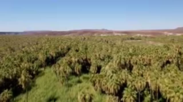 SAN IGNACIO BCS MEXICO-2023: Palm Grove With A Clear Blue Sky