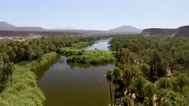 SAN IGNACIO BCS MEXICO-2023: River Surrounded By Palm Trees And Mountains
